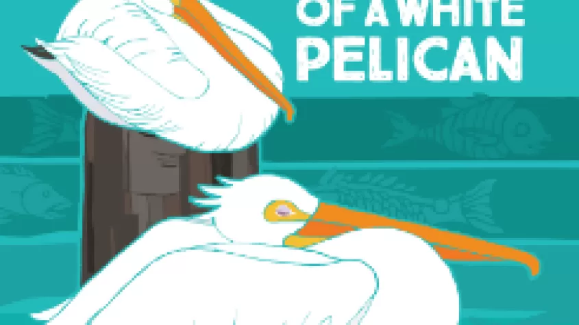 Pelican flyer